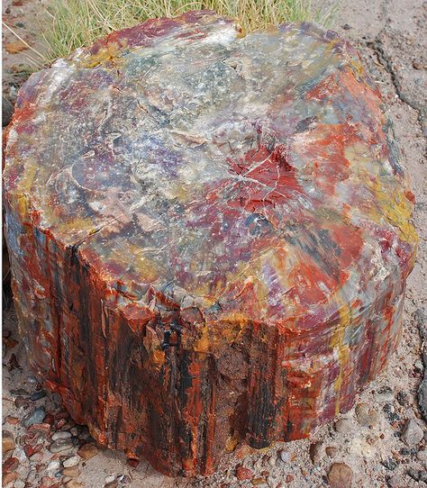 Petrified Wood Sample